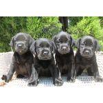 Labradores Retriever Negro