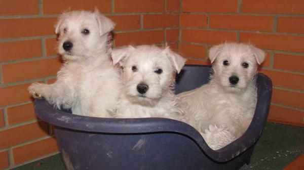 Maravillosa camada de westies con sanos y equilibrados