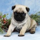 Pug cachorros a la venta - mejor precio | unprecio.es