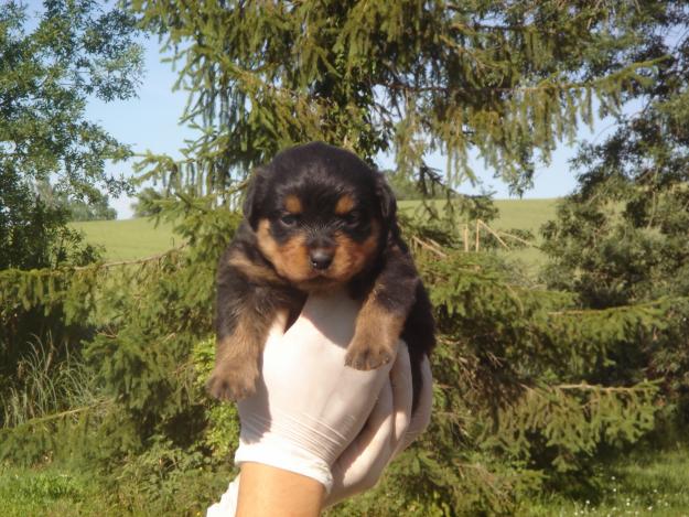 rottweiler cachorros