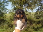 rottweiler cachorros - mejor precio | unprecio.es