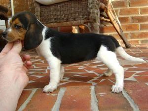 Adorables cachorros de Beagle listo para satisfacer un nuevo hogar hoy y para siempre