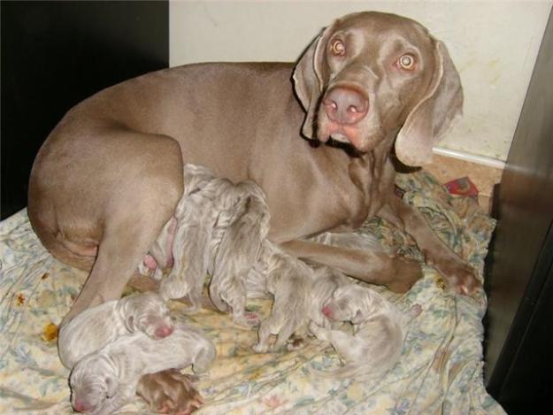 Cachorros de Weimaraner