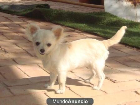 chihuahua blanca de pelo largo 9 meses