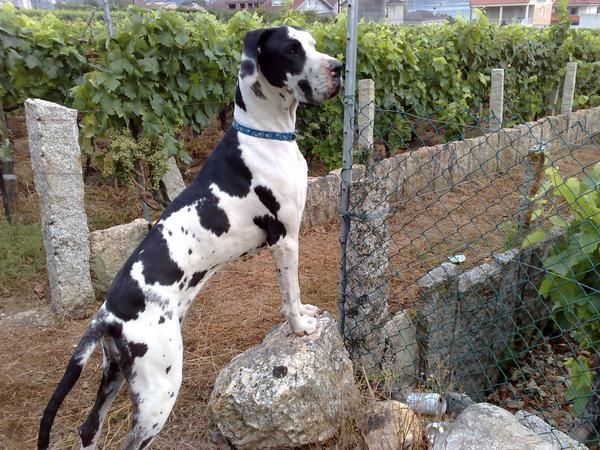 Enormes cachorros de dogo aleman con LOE, OREJAS CORTADAS