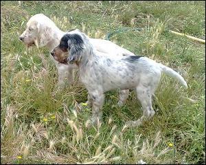 Excelentes Cachorros de Setter Ingles.