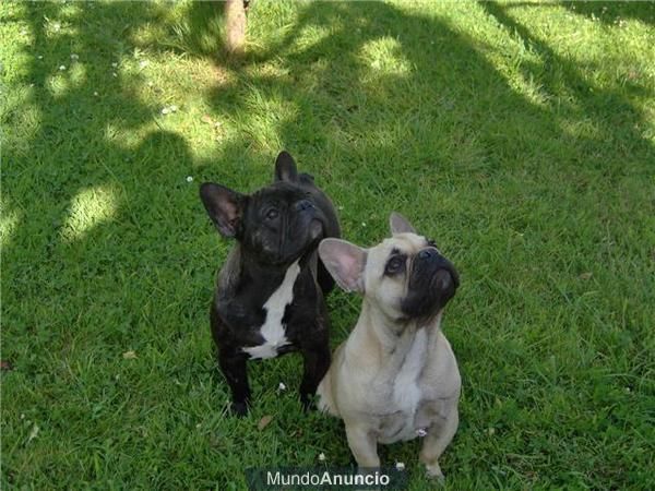 hembras de buldog frances con pedegree buenisimos, 3 años d eedad