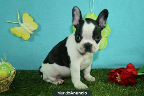 Impresionante Bulldog frances buen precio