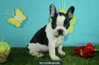 Impresionante Bulldog frances buen precio - mejor precio | unprecio.es