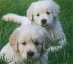 Niza cachorros golden retriever gratis