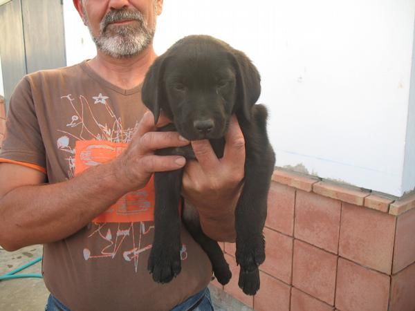 vendo ultima cachorra labrador en cordoba 100