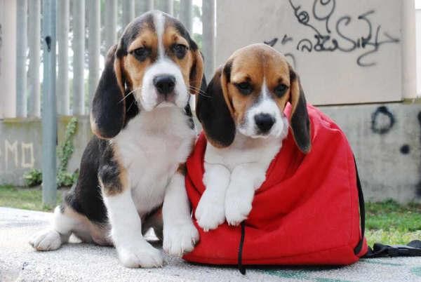 Beagle, increíbles cachorros de Pura Raza