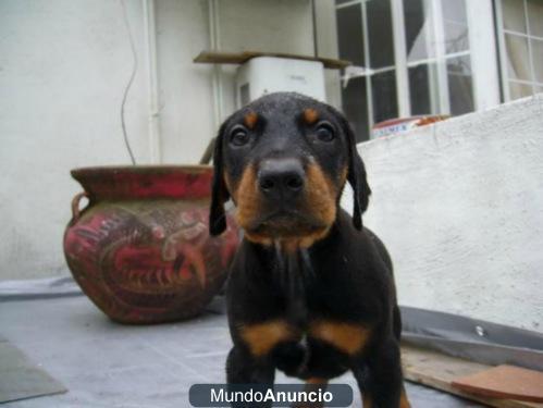 Hermosa cachorrita y cachorrito doberman