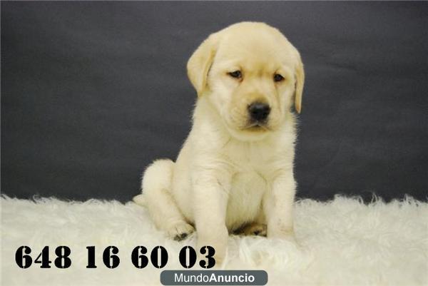 Labrador  - golden - cachorros , venta