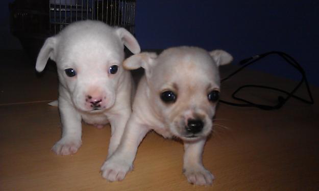 oportunidad chihuahuas blancos