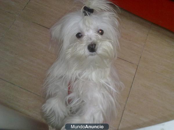 Perrita desaparecida