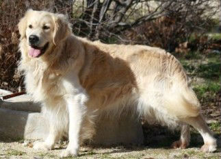 Venta excelente cachorros Golden Retriever