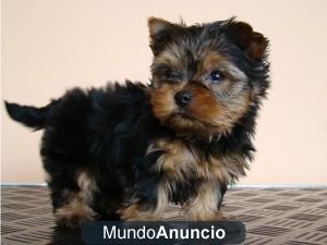 Regalo magníficos cachorros yorkshire terrier