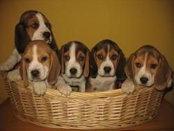 BEAGLES DE PURA RAZA 260