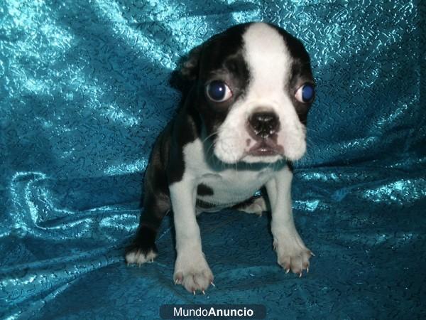 BOSTON TERRIER, CACHORROS MUY BONITOS!!