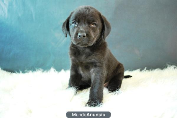 CACHORRITOS DE LABRADOR CANELA Y NEGRO