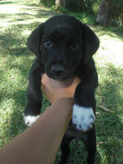 Cachorros tamaño mediano en un futuro buscan hogar