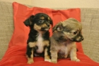 Chihuahua cachorros de diferentes colores - mejor precio | unprecio.es