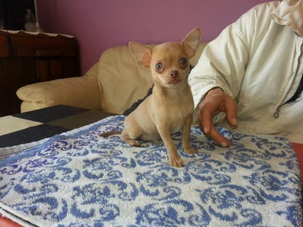 Chihuahua en venta