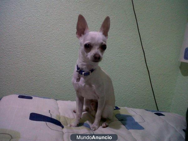 chihuahua macho para monta JAEN