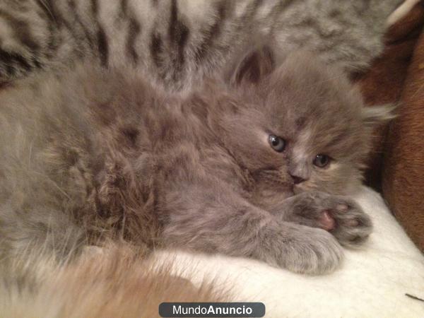 gatito British Longhair azul