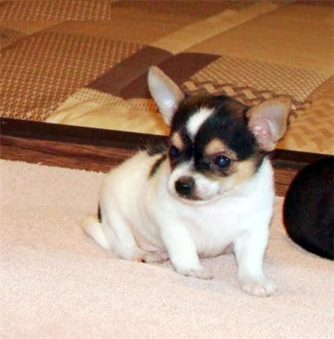 Impresionantes Chihuahua ¡El cachorro que deseabas! para regalo