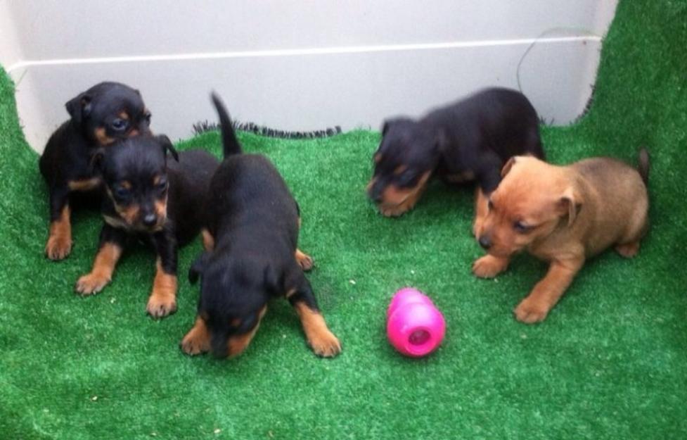 Pinscher miniatura cachorros con pedigri.