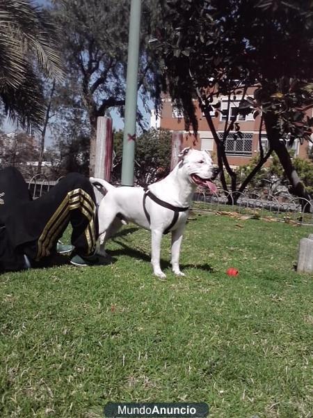 Pitbull americano fino busco hembra