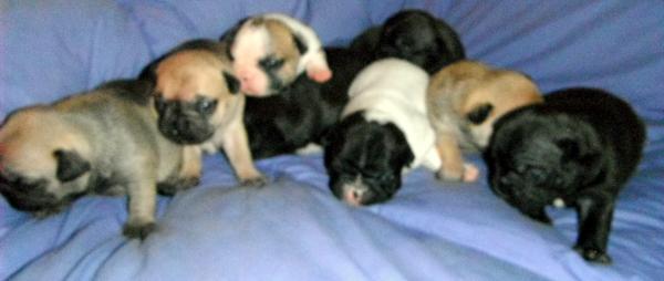 Se  vende  cahorros  de  Bulldog Frances   con pedigri camada del 13 de noviembre de 2012