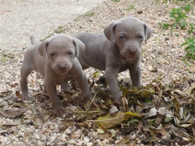 Se venden cachorros de Braco de Weimar (Weimaraner) con Pedigrí