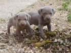 Se venden cachorros de Braco de Weimar (Weimaraner) con Pedigrí - mejor precio | unprecio.es