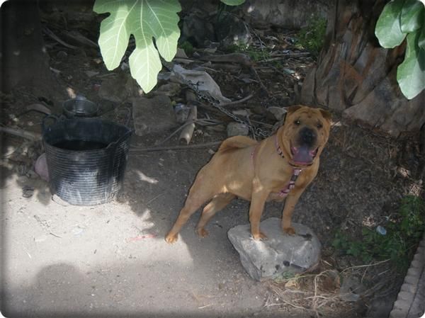 sharpei hembra en celo