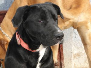 Tizon cruce de labrador abandonado a su suerte