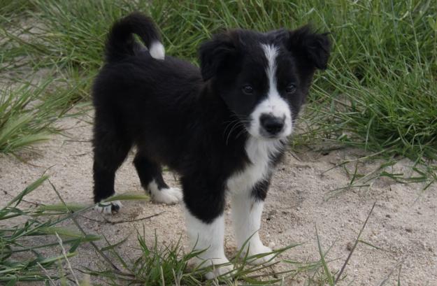 Autenticos Border Collie de calidad nacional