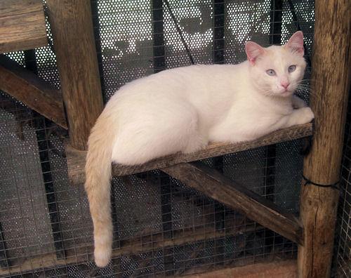 Bosco, precioso gatito buscando hogar