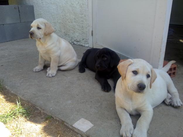 Cachorros de labrador listos para entregar.