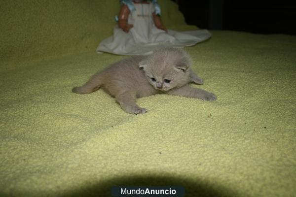 GATOS BRITISH SHORTHAIR