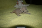 GATOS BRITISH SHORTHAIR - mejor precio | unprecio.es