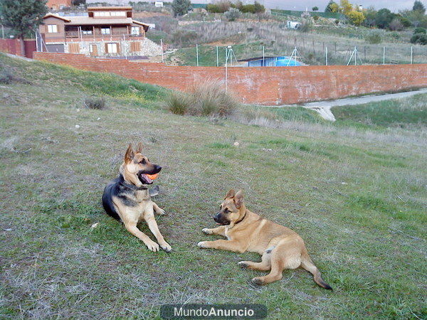 particular cuida perros fines de semana y vacaciones