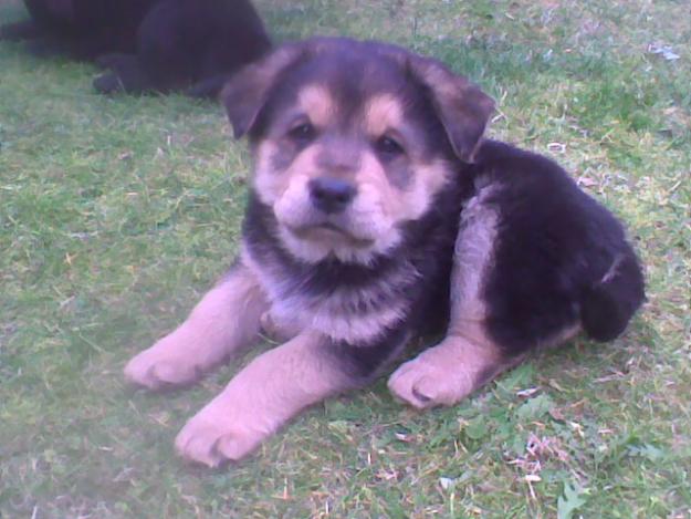 Se regala precioso cachorro Eurasier (tipo chow chow)