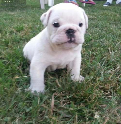 Bulldog Ingles lindos cachorros