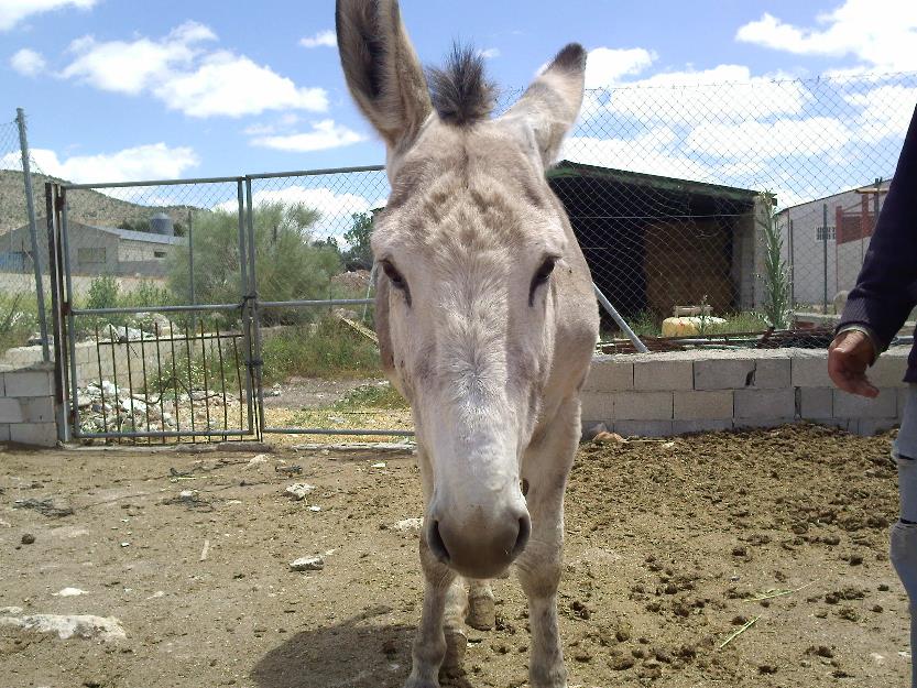 burras,yegua, pollino y pollina y 2 burros