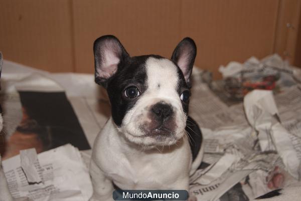 cachorros buldog frances