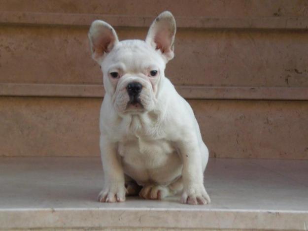 CRIANZA FAMILIAR Y MUY SELECTIVA DEL BULLDOG FRANCES, informese, Gracias (PEDIGRE RSCE,LOE