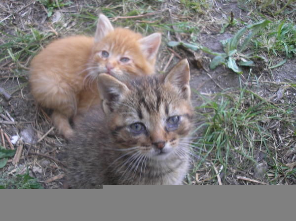 Gatitos buscan hogar